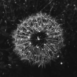dandelion