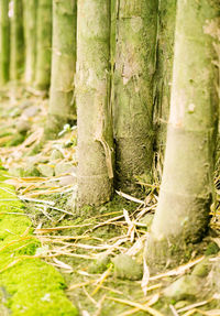 Close-up of tree trunk