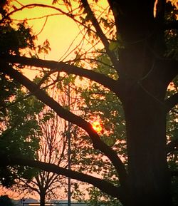 Low angle view of trees against sky at sunset