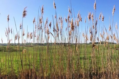 Crops growing on field against clear sky