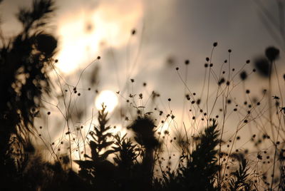 Low angle view of silhouette plants on field against sky