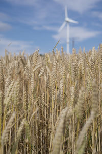 Plants growing in field