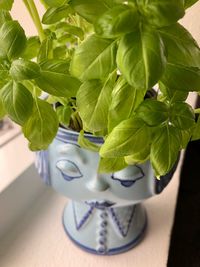 High angle view of potted plant on table