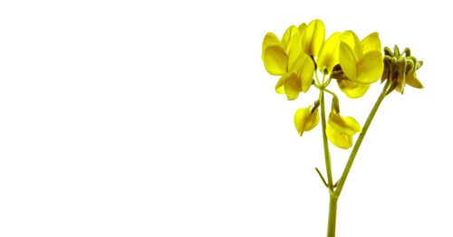 Close-up of flowers against clear sky