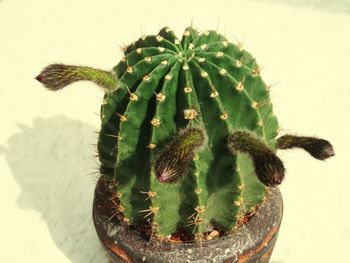 Close-up of cactus plant