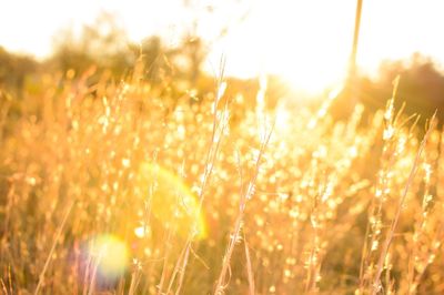 Close-up of wheat field at sunset