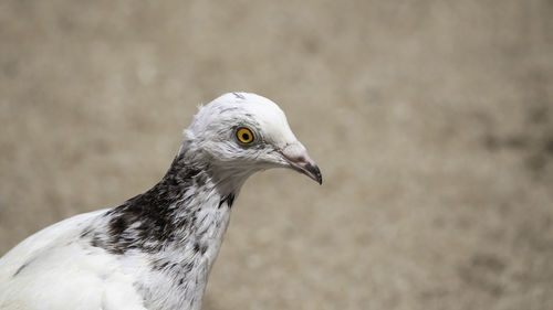 Close-up of seagull