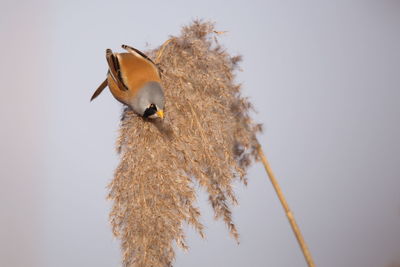 Low angle view of bird perching on plant against clear sky