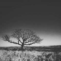 Bare trees on field