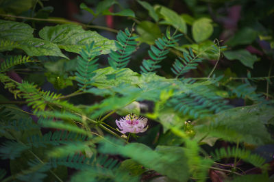 Close-up of butterfly pollinating on flower