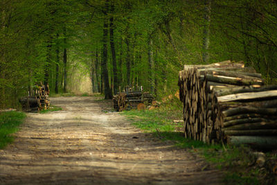 Wood logs by a forest road, view on a sunny spring day, sharpening to the background