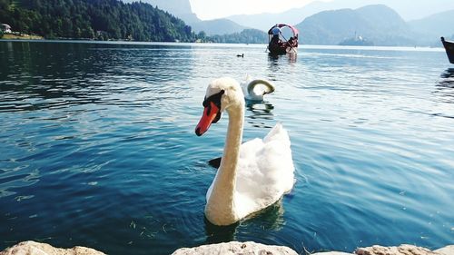 Graceful swan on scenic mountain lake