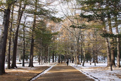 Road amidst trees in forest during winter