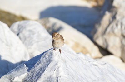 Bird perching on rock