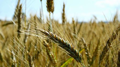 Close-up of wheat growing on field against sky