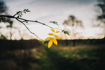 Close-up of yellow flowering plant on field against sky