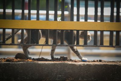 View of horse by railing