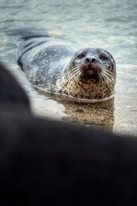 Close-up of seal swimming in sea