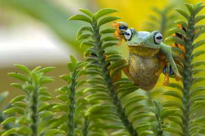 Close-up of frog on plants