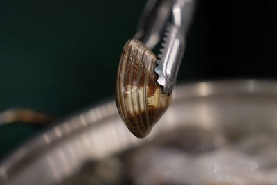 macro photography