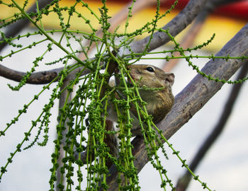 Low angle view of bird perching on tree