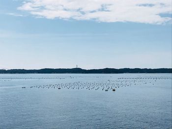Flock of birds in sea against sky