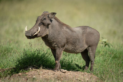 Common warthog stands on mound in profile