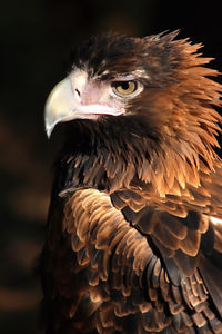 Close-up of eagle