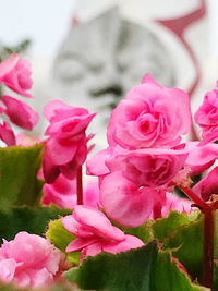 Close-up of pink roses