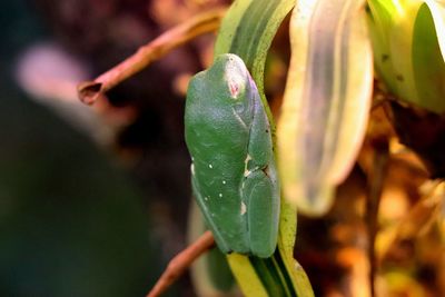 Close-up of plant growing outdoors