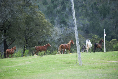 Horses in a field