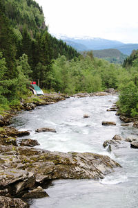 Scenic view of river flowing through forest