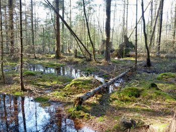 Scenic view of forest