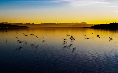 Birds flying over lake against sky during sunset