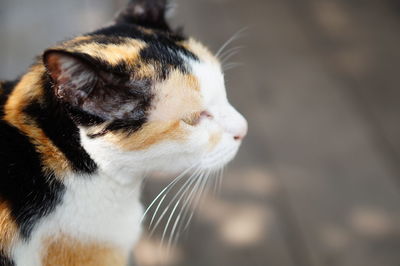 Close-up of a cat looking away