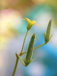 Close-up of fresh green plant