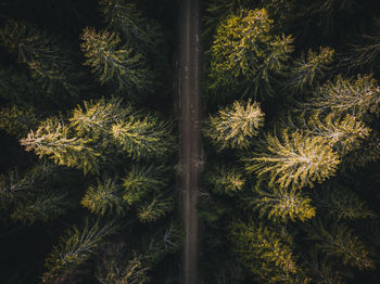 Aerial view of road amidst trees at forest