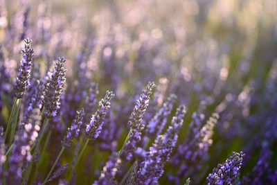 Close-up of purple flowers