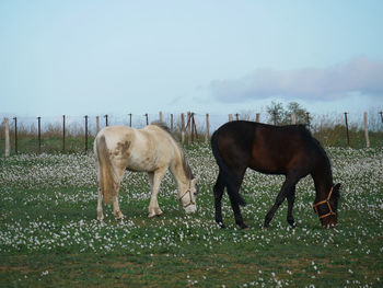 Horse grazing on field against clear sky