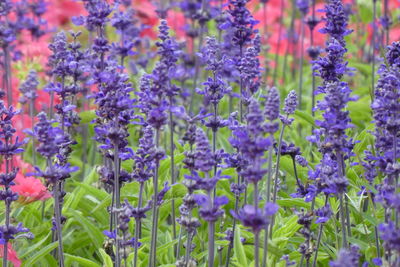 Close-up of purple flowering plants on field