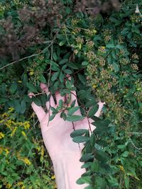 Close-up of ivy on tree