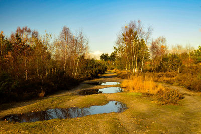 Scenic view of lake in forest against sky