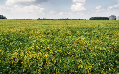 Scenic view of field against sky