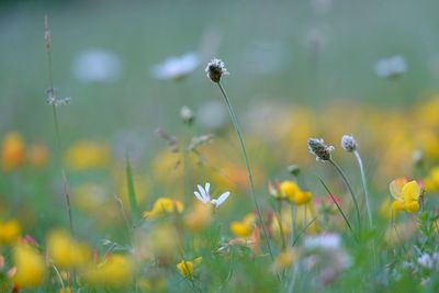 Close-up of flowering plants on field