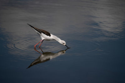 Black-winged stilt drinking with its reflection in the water