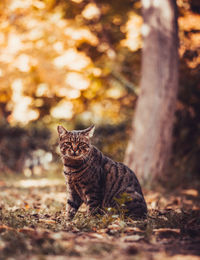 Portrait of a cat on field