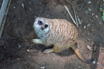 High angle view of meerkat on field