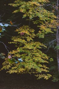 High angle view of trees in forest