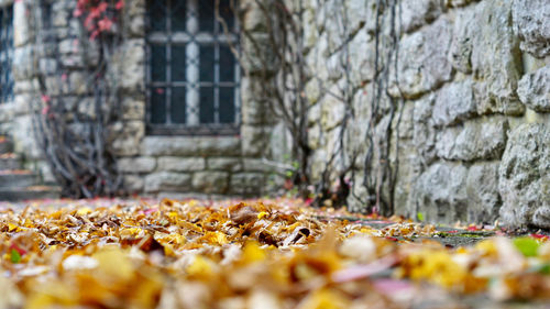 Herbst am haus 