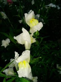 Close-up of water drops on yellow flower